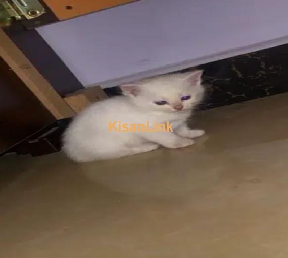 1 Month old triple coated persian kitten