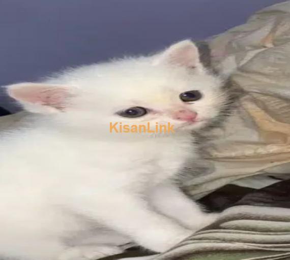 1 Month old triple coated persian kitten