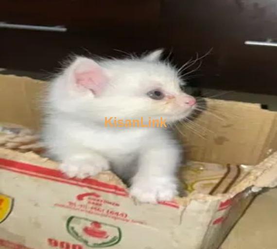 1 Month old triple coated persian kitten