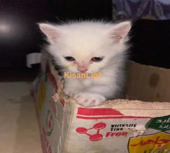 1 Month old triple coated persian kitten