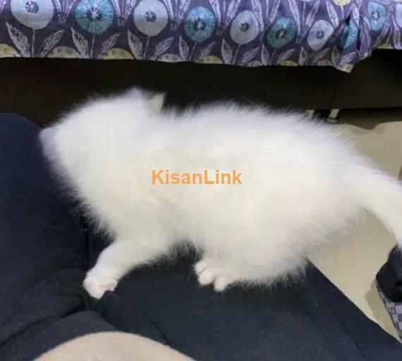 1 Month old triple coated persian kitten