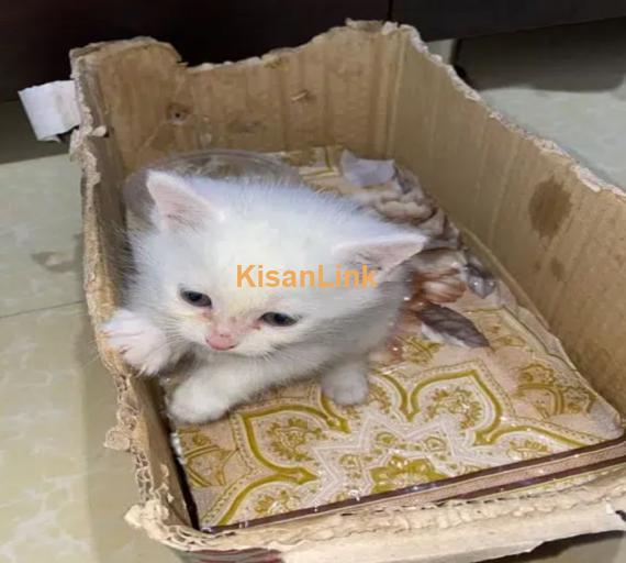 1 Month old triple coated persian kitten