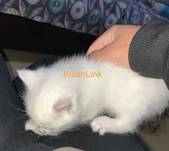 1 Month old triple coated persian kitten