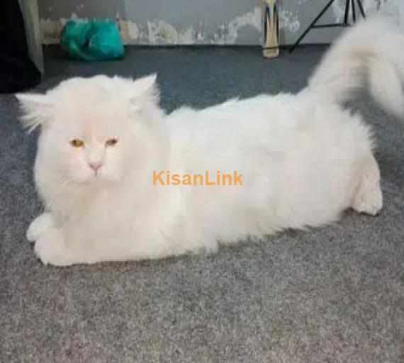 double coat Persian cat