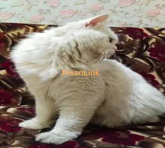 double coat Persian cat