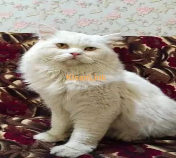 double coat Persian cat