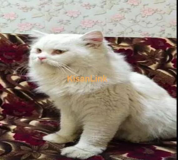 double coat Persian cat