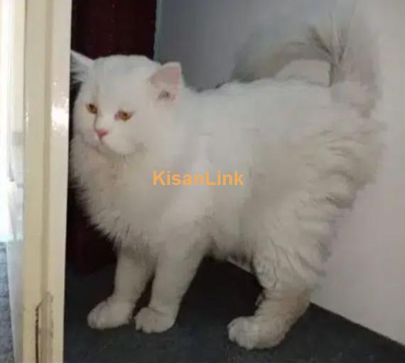 double coat Persian cat