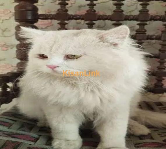 double coat Persian cat