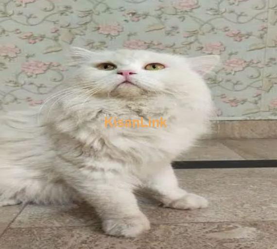 double coat Persian cat