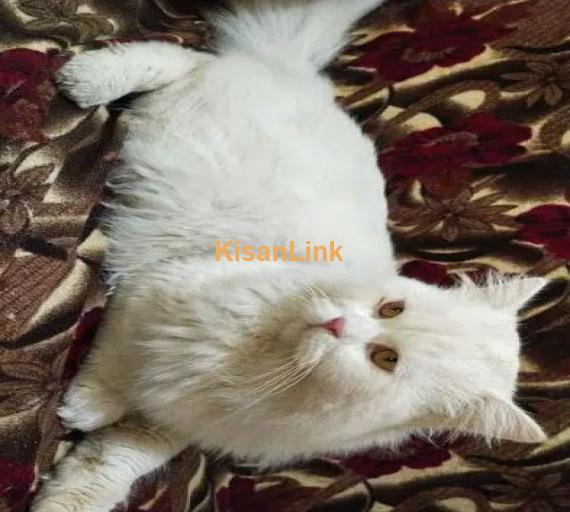 double coat Persian cat