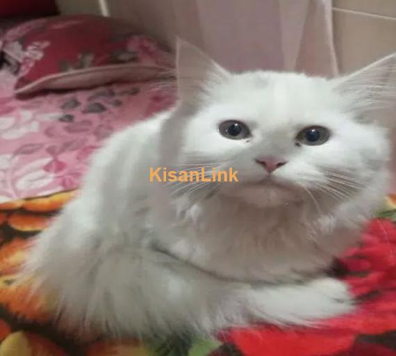 white persion cat for sale