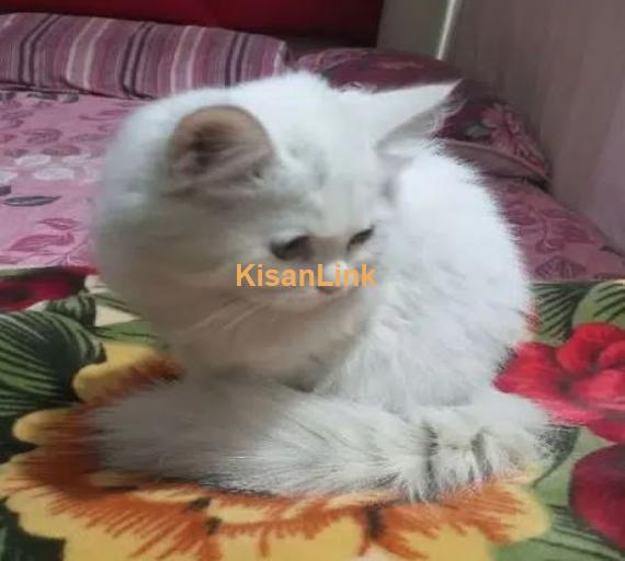 white persion cat for sale