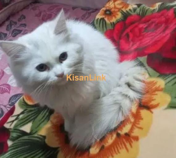 white persion cat for sale