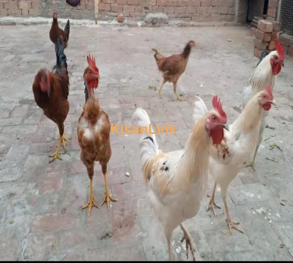 4 Murghs (Ostrichs) in very good health condition for sale