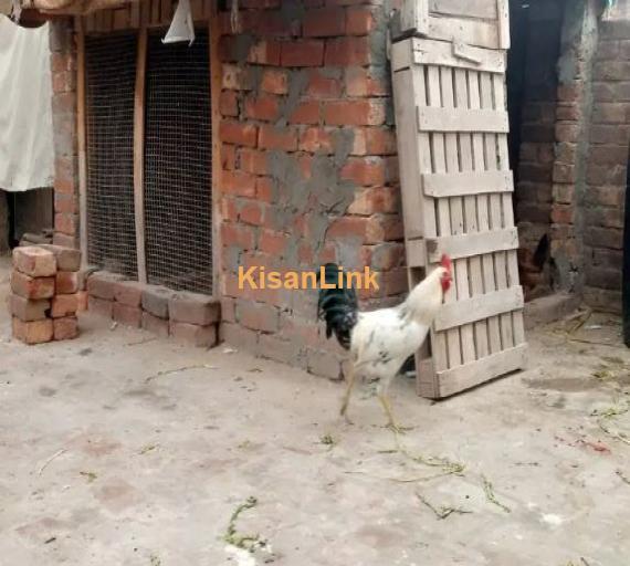 4 Murghs (Ostrichs) in very good health condition for sale