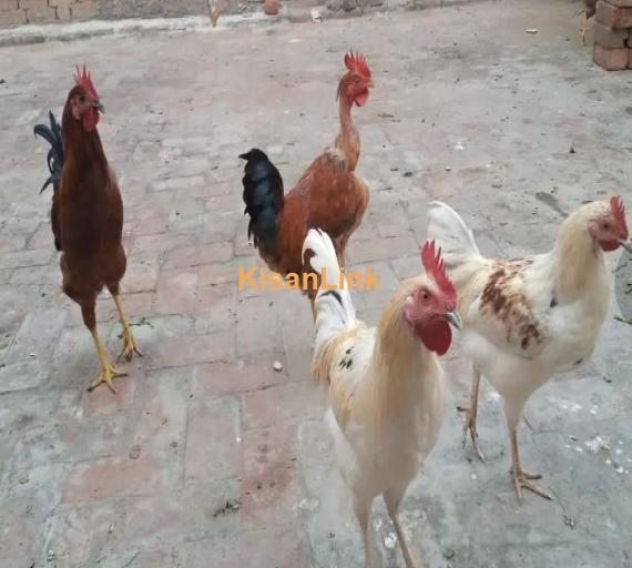 4 Murghs (Ostrichs) in very good health condition for sale