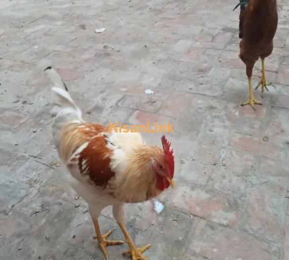 4 Murghs (Ostrichs) in very good health condition for sale