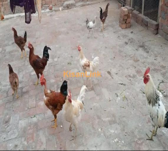4 Murghs (Ostrichs) in very good health condition for sale