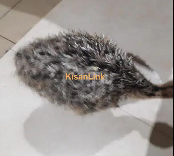 Healthy Ostrich Baby 21 days in Lahore Cantt.