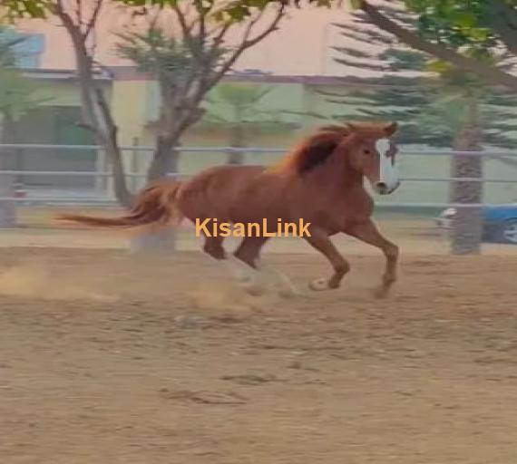 ARABIC BLOODINE HORSE KAKA PANCH KALYAN GHORA FOR SALE