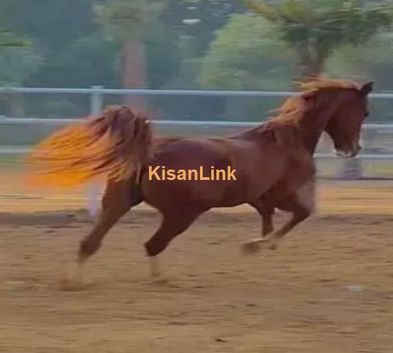 ARABIC BLOODINE HORSE KAKA PANCH KALYAN GHORA FOR SALE