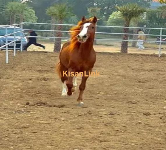 ARABIC BLOODINE HORSE KAKA PANCH KALYAN GHORA FOR SALE