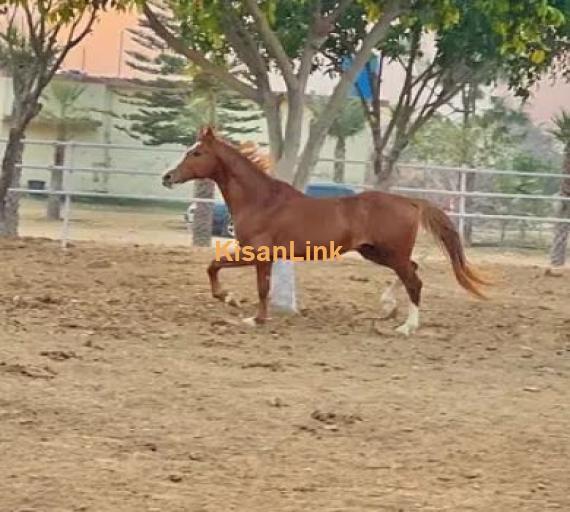 ARABIC BLOODINE HORSE KAKA PANCH KALYAN GHORA FOR SALE