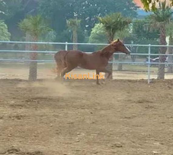 ARABIC BLOODINE HORSE KAKA PANCH KALYAN GHORA FOR SALE