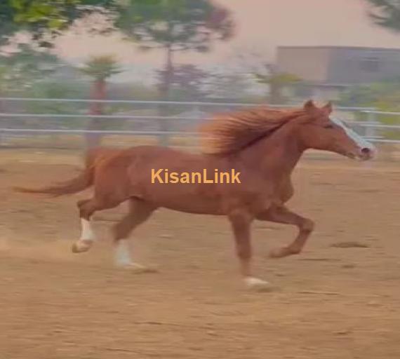 ARABIC BLOODINE HORSE KAKA PANCH KALYAN GHORA FOR SALE