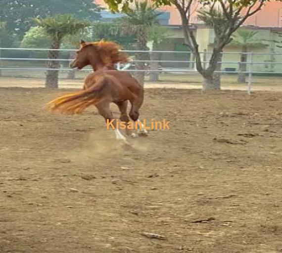 ARABIC BLOODINE HORSE KAKA PANCH KALYAN GHORA FOR SALE