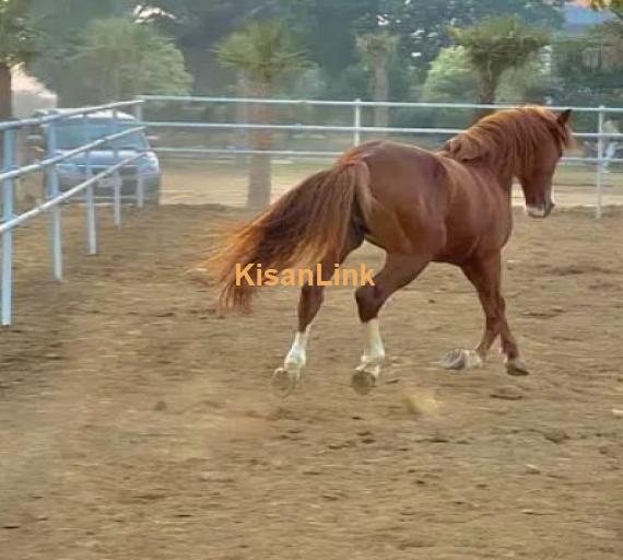 ARABIC BLOODINE HORSE KAKA PANCH KALYAN GHORA FOR SALE