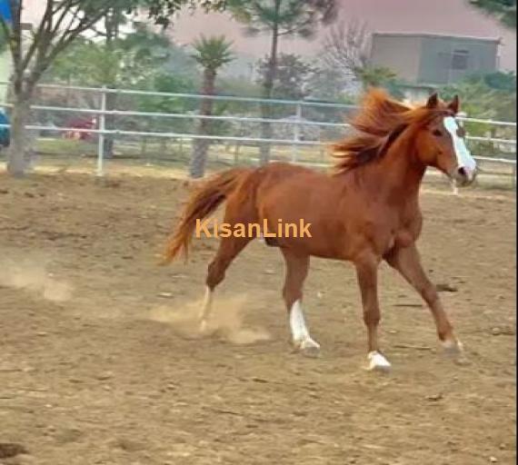 ARABIC BLOODINE HORSE KAKA PANCH KALYAN GHORA FOR SALE