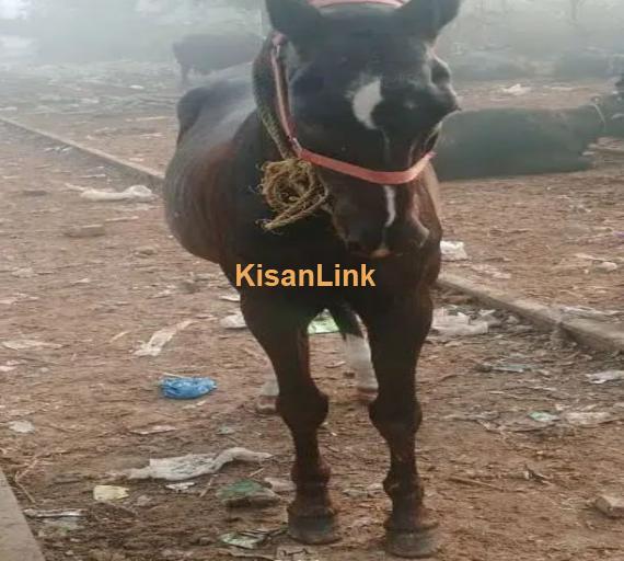 Desi ghora /Horse for sale