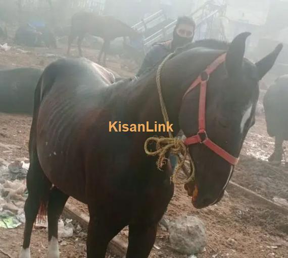 Desi ghora /Horse for sale