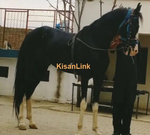 Horse/Desi ghora for sale