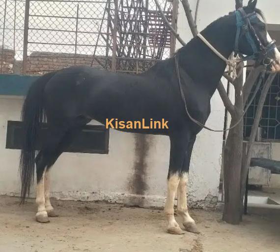 Horse/Desi ghora for sale