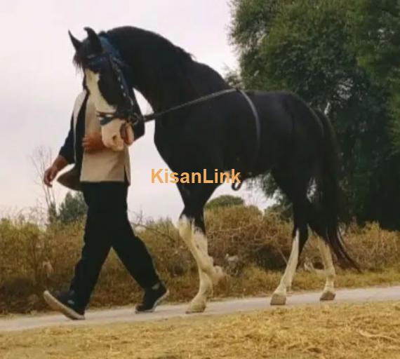 Horse/Desi ghora for sale