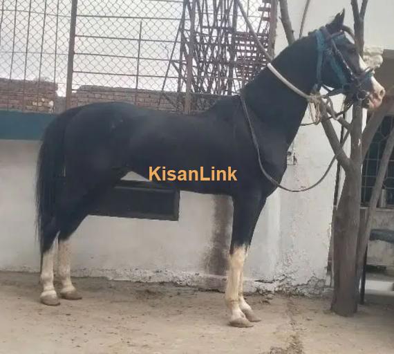 Horse/Desi ghora for sale