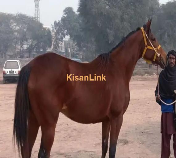 mikroo Chip Polo pony imported blood line