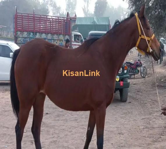 mikroo Chip Polo pony imported blood line