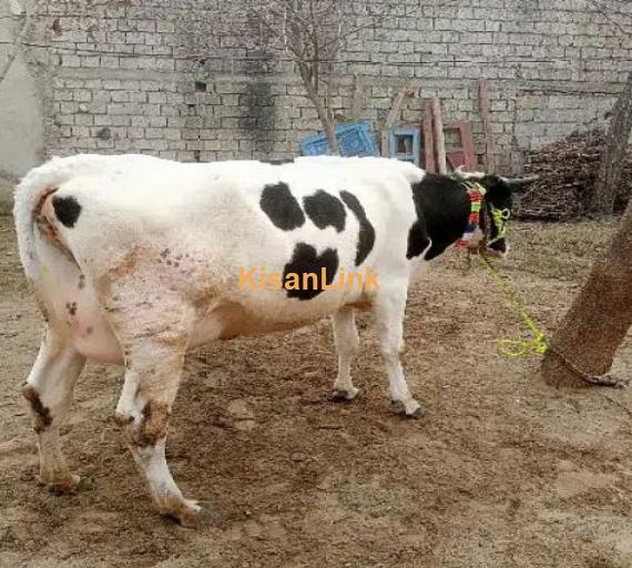 Cow for Sale