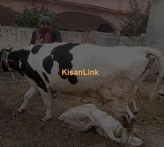 Cow for Sale