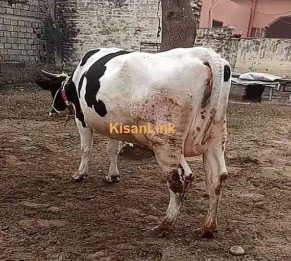 Cow for Sale