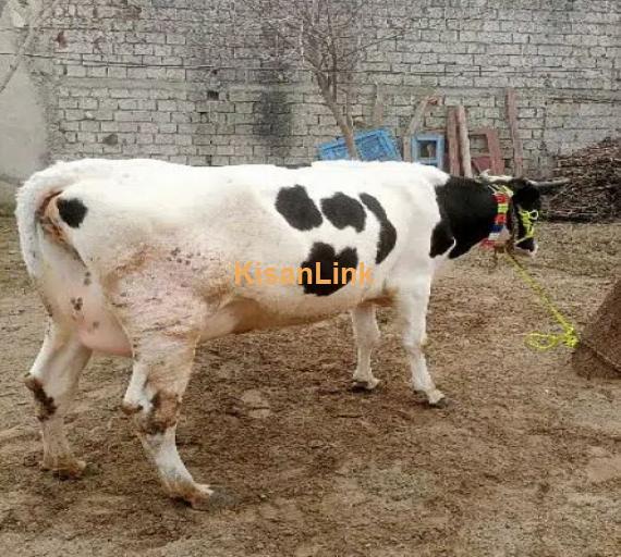 Cow for Sale