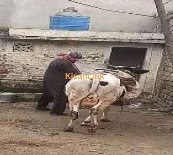 Cow for Sale