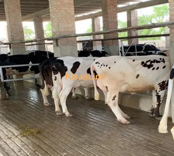 Australian cross breed fresh cows available