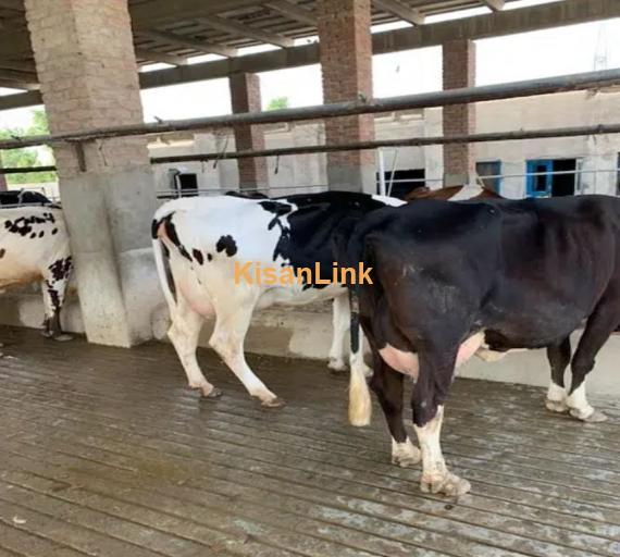 Australian cross breed fresh cows available