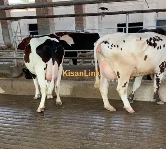 Australian cross breed fresh cows available