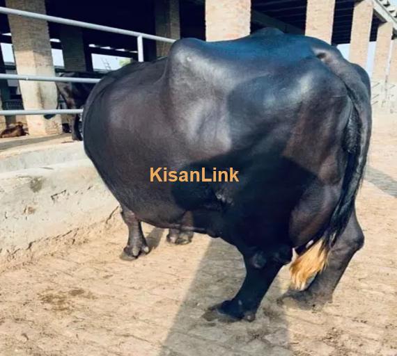 Australian cross breed fresh cows available